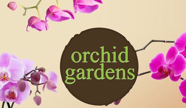Orchid Gardens กล้วยไม้นานาพรรณเพื่อสวนสวย