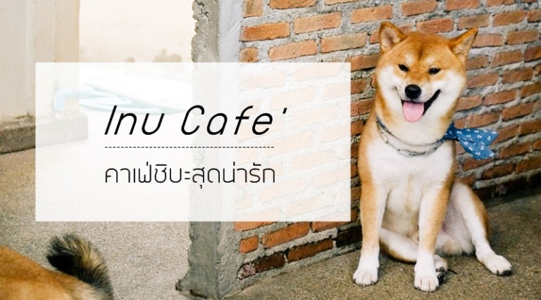 Inu Cafe’ : คาเฟ่ชิบะสุดน่ารัก