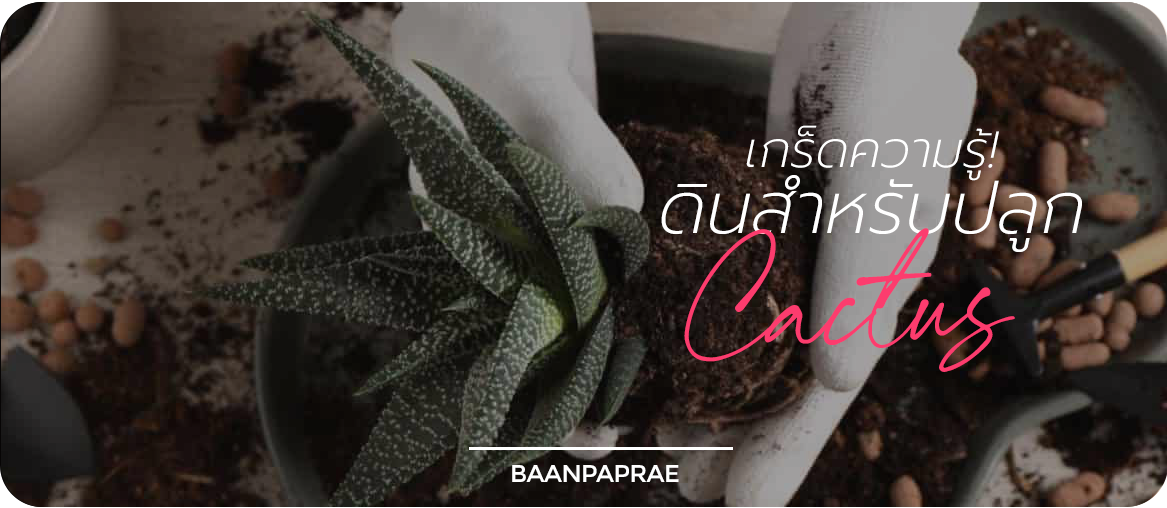 เกร็ดความรู้! สำหรับดินปลูก Cactus - ร้านบ้านผ้าแพร Baanpaprae